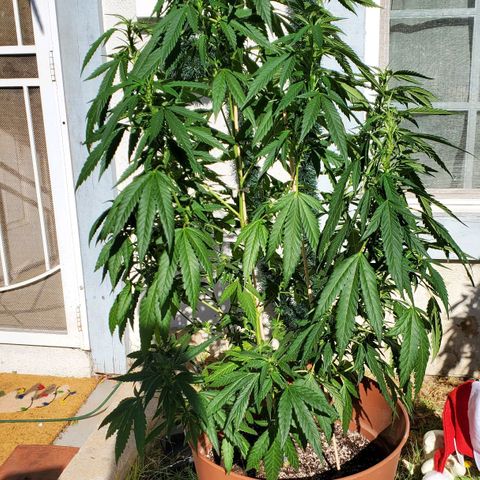 Unknown strain growlog photo: Large branch/stem broke when I was moving my plant 