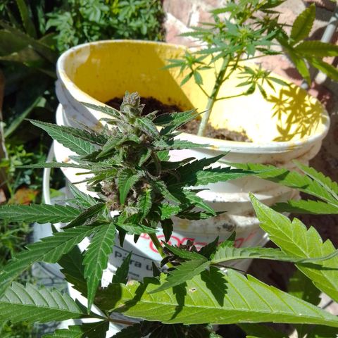 cocoa power growlog timeline photo