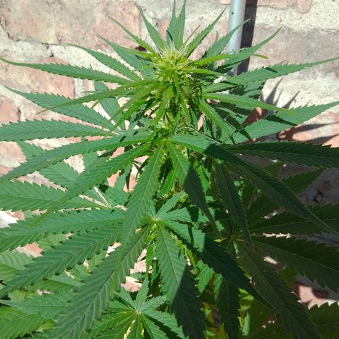 cocoa power growlog timeline photo