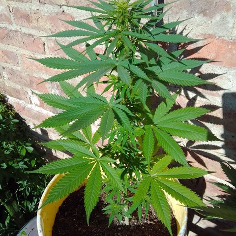 cocoa power growlog timeline photo