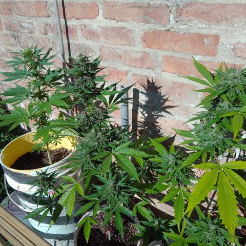 cocoa power growlog timeline photo