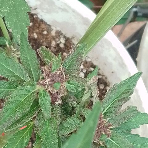 cocoa power growlog timeline photo