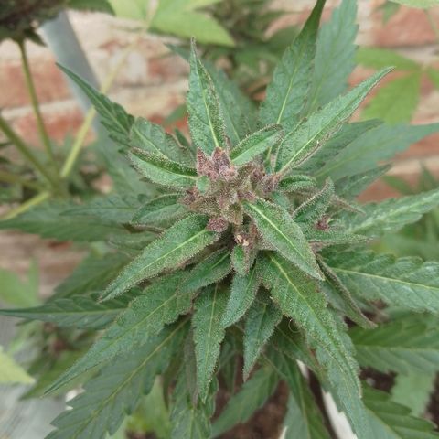 cocoa power growlog timeline photo