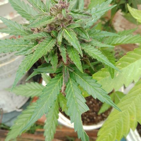 cocoa power growlog timeline photo