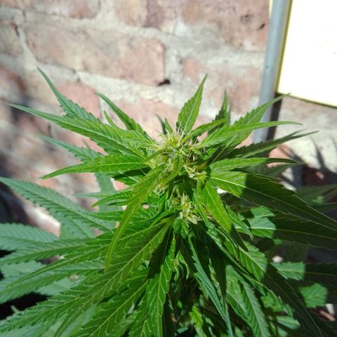 cocoa power growlog timeline photo