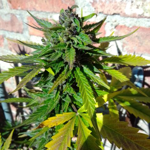 cocoa power growlog timeline photo
