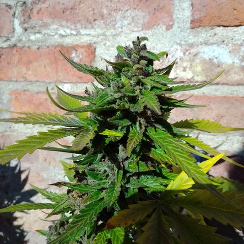 cocoa power growlog timeline photo