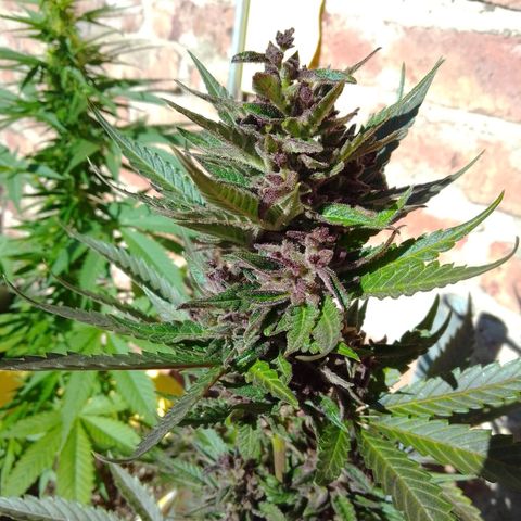cocoa power growlog timeline photo