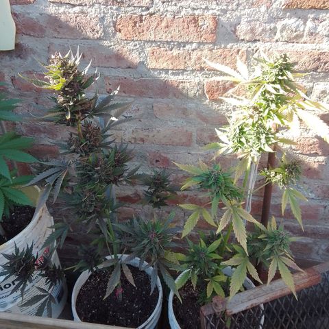 cocoa power growlog photo: ultima en su lugar, se cosecha