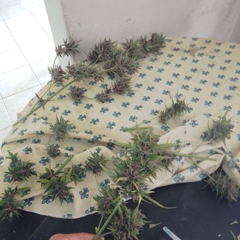 cocoa power growlog photo: se sacó un aprox de 70g por planta, primer intento de manicura se aprende bastante, un cogollo tenia un hongo por suerte no agarraron todos, se encontraron muchos pulgones 