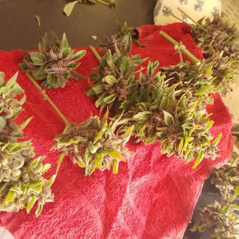 cocoa power growlog photo: se sacó un aprox de 70g por planta, primer intento de manicura se aprende bastante, un cogollo tenia un hongo por suerte no agarraron todos, se encontraron muchos pulgones 