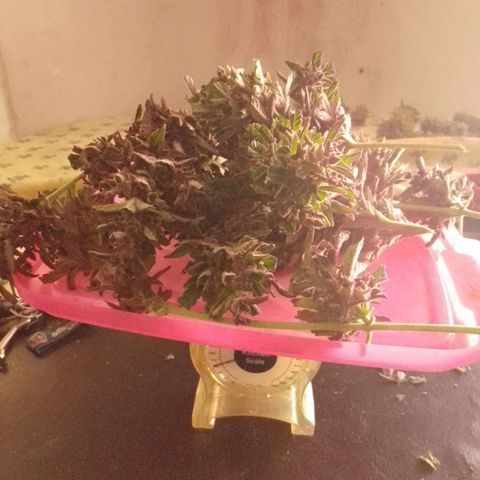 cocoa power growlog photo: se sacó un aprox de 70g por planta, primer intento de manicura se aprende bastante, un cogollo tenia un hongo por suerte no agarraron todos, se encontraron muchos pulgones 