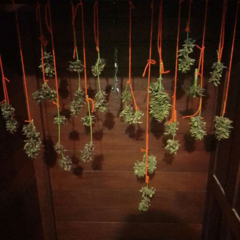 cocoa power growlog photo: se sacó un aprox de 70g por planta, primer intento de manicura se aprende bastante, un cogollo tenia un hongo por suerte no agarraron todos, se encontraron muchos pulgones 