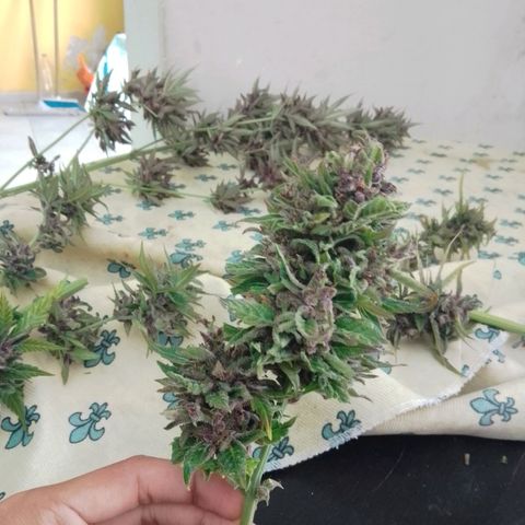 cocoa power growlog photo: se sacó un aprox de 70g por planta, primer intento de manicura se aprende bastante, un cogollo tenia un hongo por suerte no agarraron todos, se encontraron muchos pulgones 