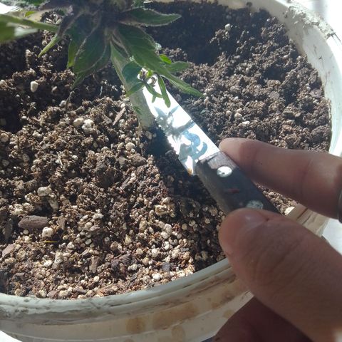 cocoa power growlog photo: se sacó un aprox de 70g por planta, primer intento de manicura se aprende bastante, un cogollo tenia un hongo por suerte no agarraron todos, se encontraron muchos pulgones 