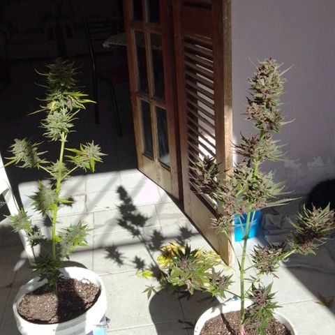 cocoa power growlog photo: se sacó un aprox de 70g por planta, primer intento de manicura se aprende bastante, un cogollo tenia un hongo por suerte no agarraron todos, se encontraron muchos pulgones 