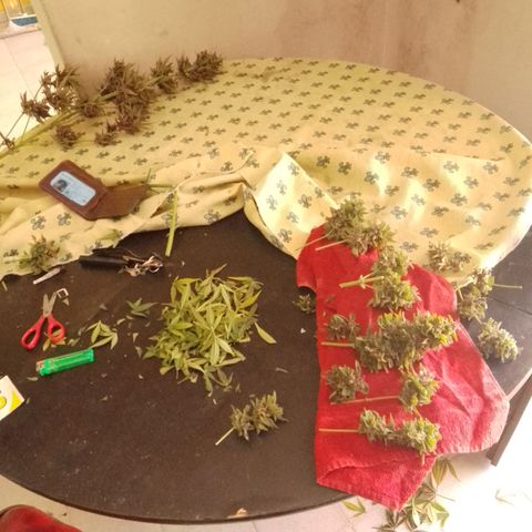 cocoa power growlog photo: se sacó un aprox de 70g por planta, primer intento de manicura se aprende bastante, un cogollo tenia un hongo por suerte no agarraron todos, se encontraron muchos pulgones 