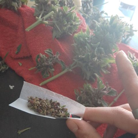 cocoa power growlog photo: se sacó un aprox de 70g por planta, primer intento de manicura se aprende bastante, un cogollo tenia un hongo por suerte no agarraron todos, se encontraron muchos pulgones 