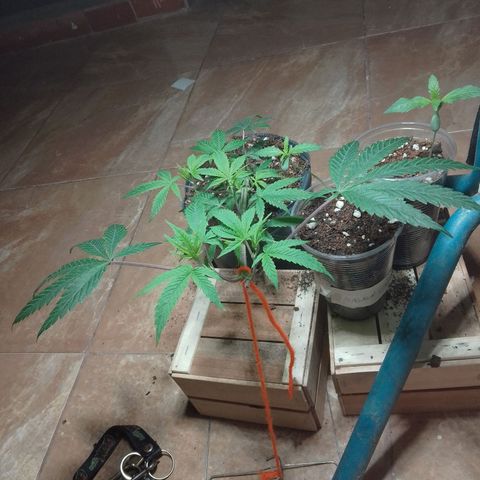 Orange Blossom XXL Auto growlog timeline photo