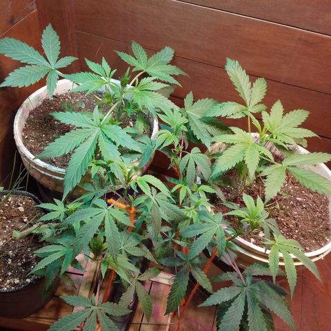 Orange Blossom XXL Auto growlog timeline photo