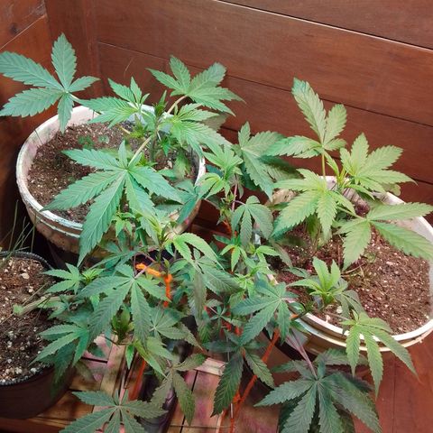 Orange Blossom XXL Auto growlog timeline photo