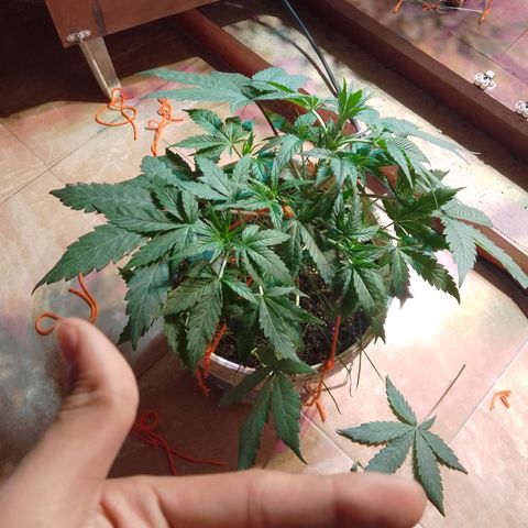 Orange Blossom XXL Auto growlog timeline photo