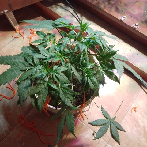 Orange Blossom XXL Auto growlog timeline photo