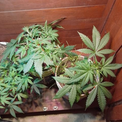 Orange Blossom XXL Auto growlog timeline photo