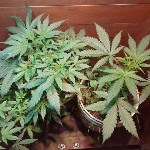 Orange Blossom XXL Auto growlog timeline photo