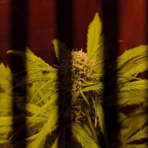 Orange Blossom XXL Auto growlog timeline photo