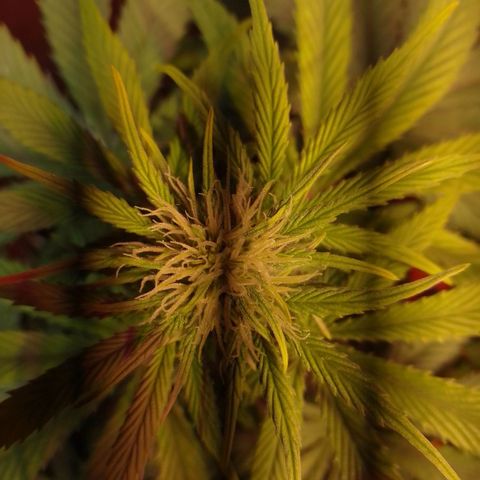 Orange Blossom XXL Auto growlog timeline photo