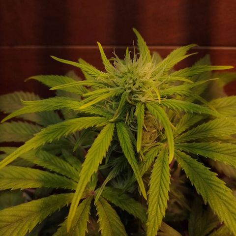 Orange Blossom XXL Auto growlog timeline photo