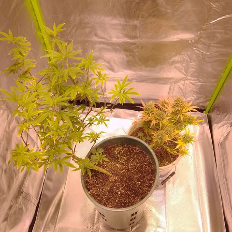Orange Blossom XXL Auto growlog photo: se le saca unas pares de ramas para hacer esquejes