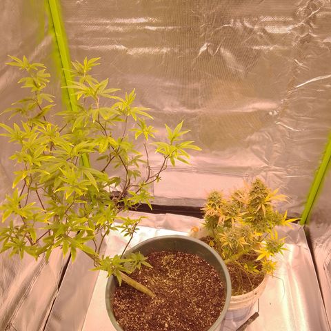 Orange Blossom XXL Auto growlog photo: se le saca unas pares de ramas para hacer esquejes