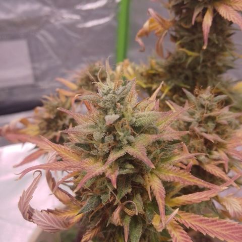 Orange Blossom XXL Auto growlog timeline photo