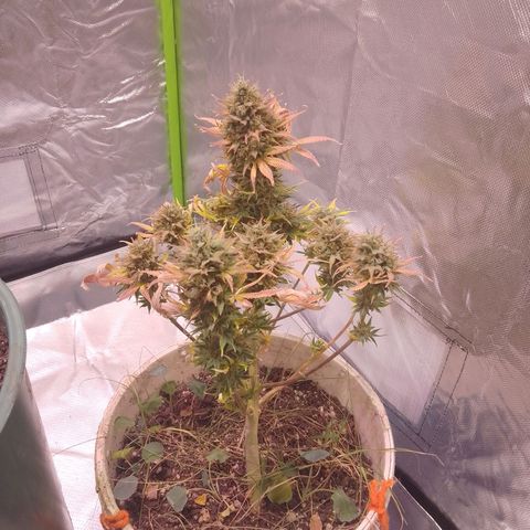 Orange Blossom XXL Auto growlog timeline photo