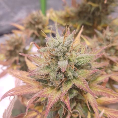 Orange Blossom XXL Auto growlog timeline photo