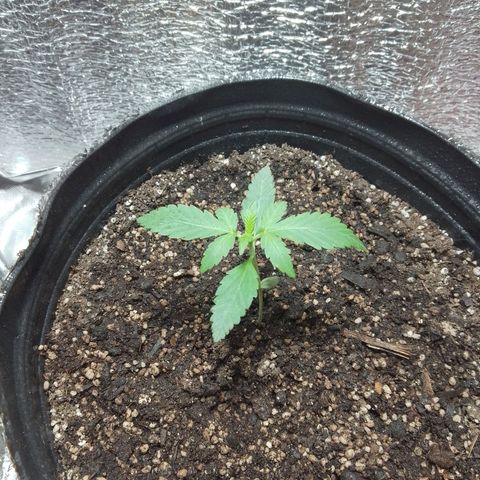 Gorilla Glue #4 Auto growlog timeline photo