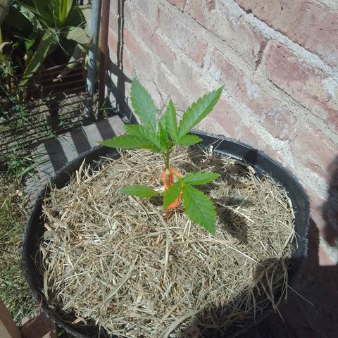 Gorilla Glue #4 Auto growlog timeline photo