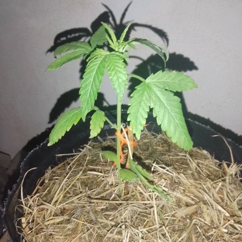 Gorilla Glue #4 Auto growlog photo: le agarró la lluvia con granizo y se le rompió una hojita :( cpz me sale enana