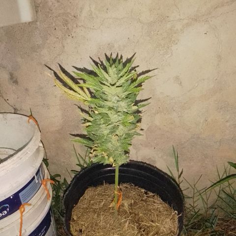Gorilla Glue #4 Auto growlog timeline photo