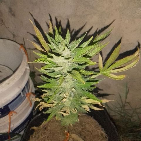 Gorilla Glue #4 Auto growlog timeline photo