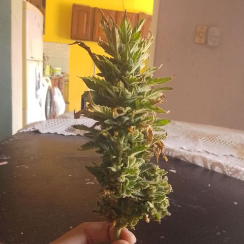 Gorilla Glue #4 Auto growlog timeline photo