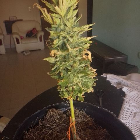 Gorilla Glue #4 Auto growlog timeline photo