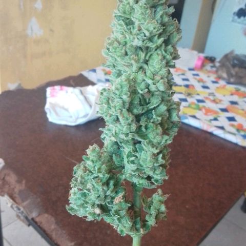 Gorilla Glue #4 Auto growlog timeline photo