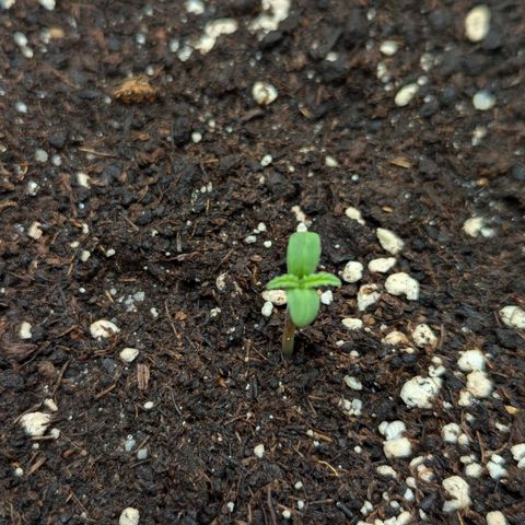 Super Lemon Haze Auto #1 growlog timeline photo