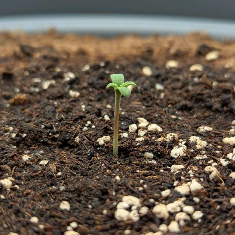 Super Lemon Haze Auto #1 growlog timeline photo