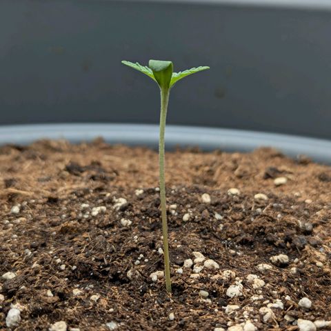 Super Lemon Haze Auto #1 growlog timeline photo