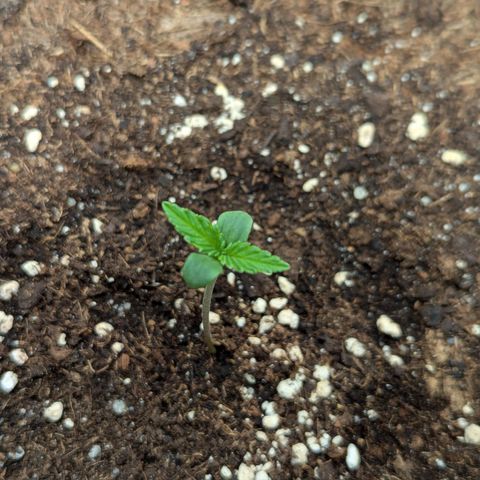 Super Lemon Haze Auto #1 growlog timeline photo