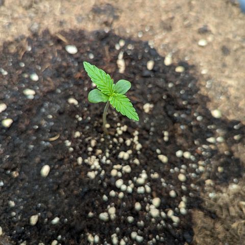 Super Lemon Haze Auto #1 growlog timeline photo